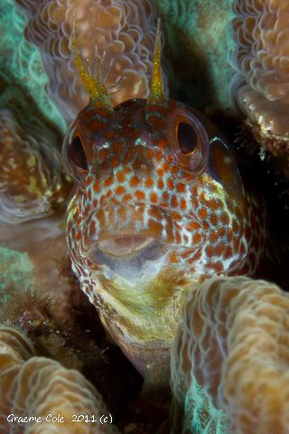 Blenny in a coral head. by Graeme Cole 