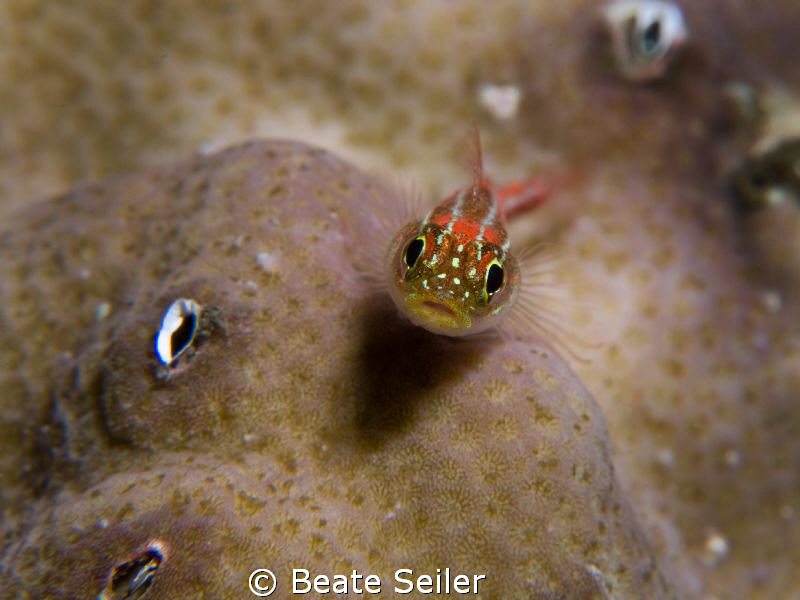 Small goby , taken with Canon G10 and 2 X UCL165 by Beate Seiler 