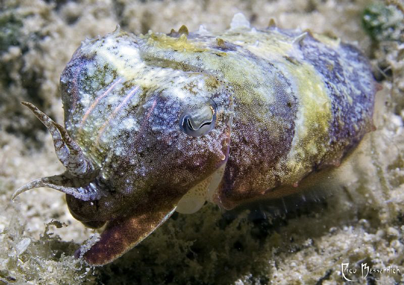 "small but brave" - Juvenile ( only 6-7 cm. ) cuttlefish ... by Rico Besserdich 