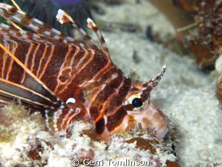 Lionfish
Canon G11 with just internal flash by Gerri Tomlinson 