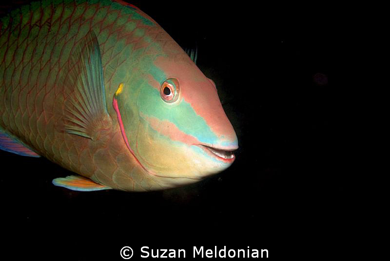 Rainbow Parrot on the move by Suzan Meldonian 