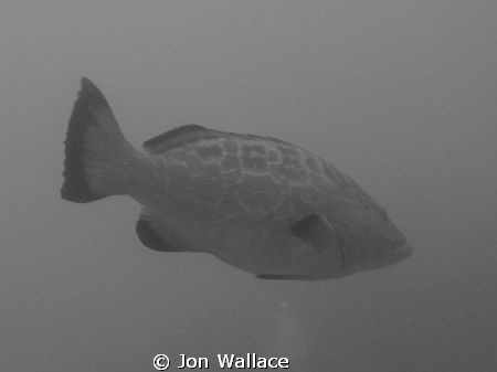 Grouper by Jon Wallace 