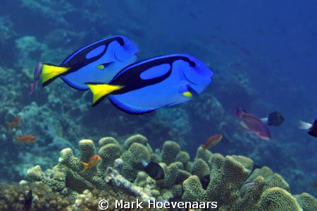 A couple of Palette Surgeonfish, or as I like to call the... by Mark Hoevenaars 