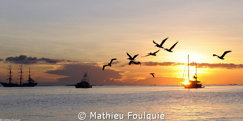 Pelicans at the sunset_Los Roques by Mathieu Foulquié 
