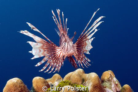 More Lionfish action in Roatan by Larry Polster 