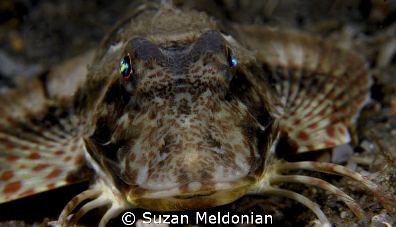 Leopard Sea Robin by Suzan Meldonian 