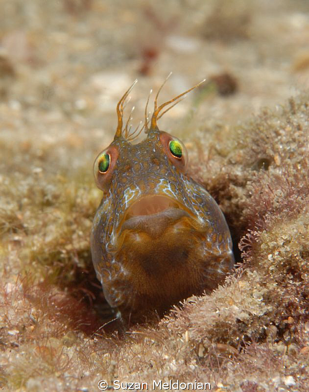 Little Seaweed Blenny by Suzan Meldonian 