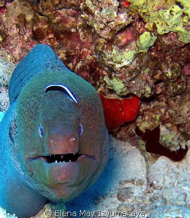 Giant moray and bluestreak cleaner wrasse by Elena May Izyumskaya 