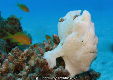 Warty frogfish or angelfish by Elena May Izyumskaya 