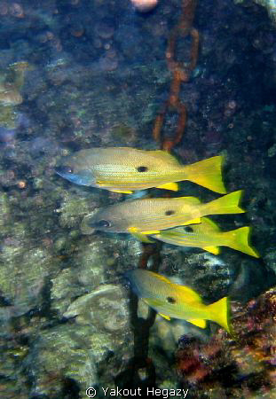 Ehrenberg's snapper-Red sea=Egypt
 by Yakout Hegazy 