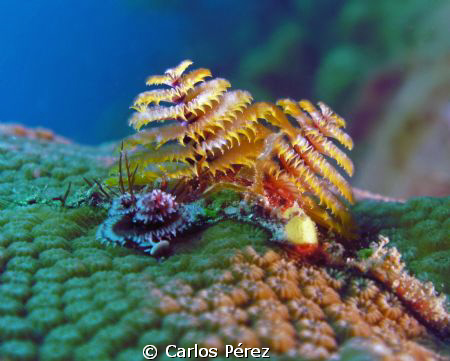 Christmas Tree Worm @ El Natural Reef Aguadilla PR; Seali... by Carlos Pérez 