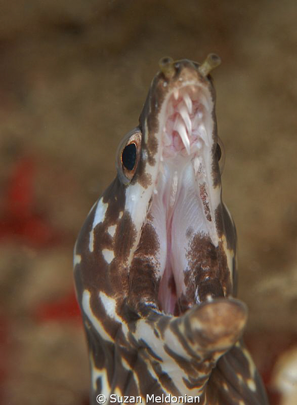 Spotted Moray by Suzan Meldonian 