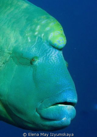 Napoleon wrasse by Elena May Izyumskaya 