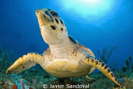 turtle smiling by Javier Sandoval 