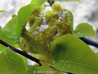 I saw a branch floating along the bottom on a sandy dives... by Adam Baxter 