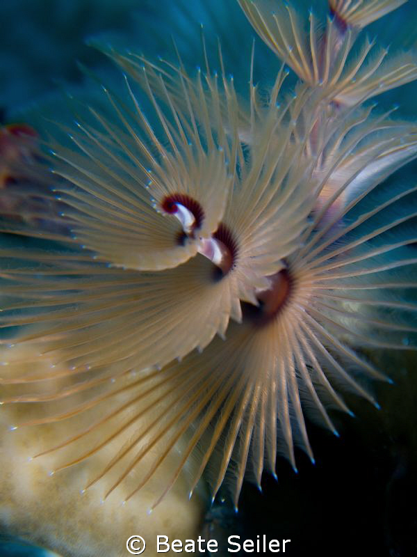 X-mas tree worm by Beate Seiler 