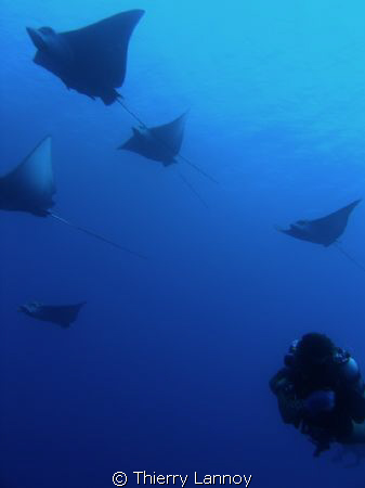 Eagle Rays in Cozumel, Mexico, north reefs of the island ... by Thierry Lannoy 