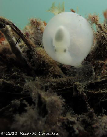 Cuttlefish embryo by Ricardo Gonzalez 