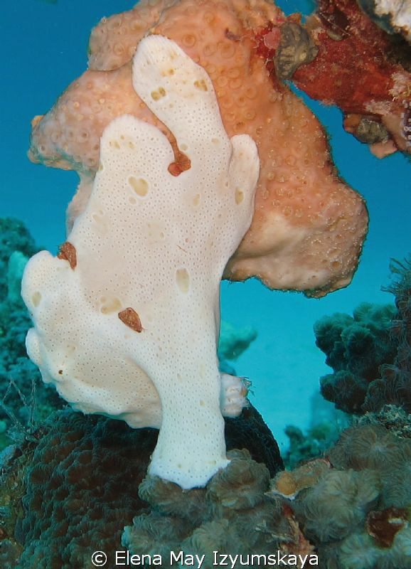 Warty frogfish or angelfish... and now she looks, like a ... by Elena May Izyumskaya 