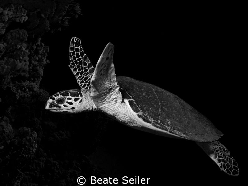 Turtle B/W by Beate Seiler 