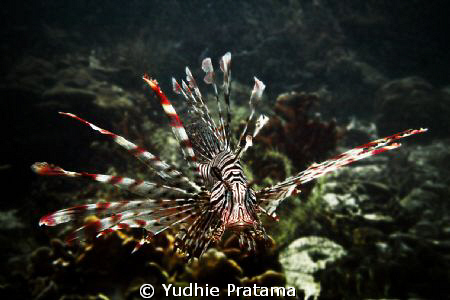 Lion Fish taken with olympus pen E-PL1 with sea&sea YS-110a by Yudhie Pratama 