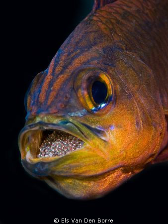 Ringtail Cardinal Fish brooding eggs in its mouth by Els Van Den Borre 