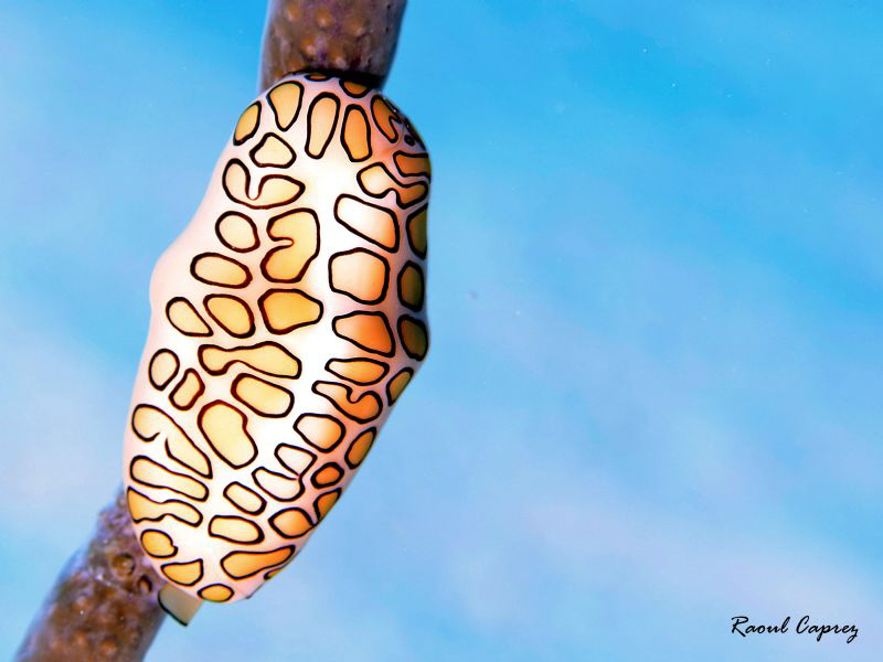 Flamingo tongue in the sky by Raoul Caprez 