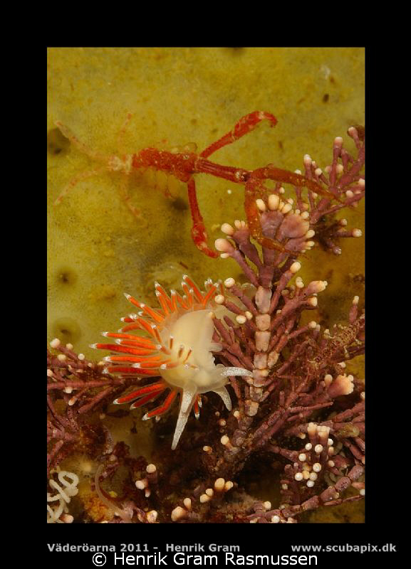 Nudie Flambelina and with Ghost Scrimp by Henrik Gram Rasmussen 