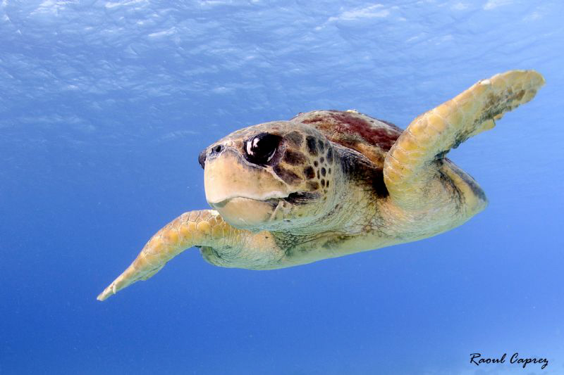 Nice encounter in Bonaire by Raoul Caprez 