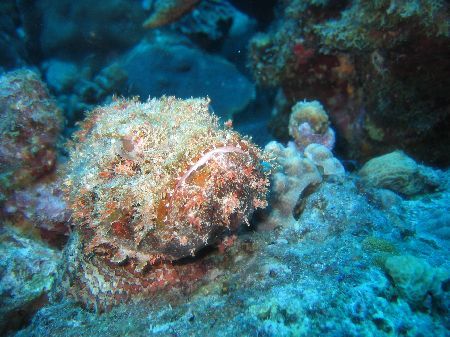 Scorpion fish
Curacao
Netherlands Antilles
Frank Jong by Frank Jong 