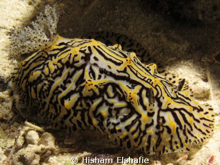 Nudibranchia by Hisham Elshafie 