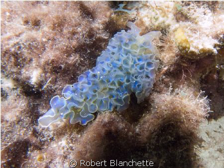 Shore diving in Curacao: F8.1, 1/180, ISO 200
 by Robert Blanchette 