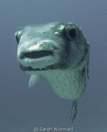 Posing Porcupine Puffer - Canon Ixus by Sarah Wormald 