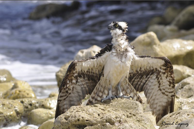 This eagle has certainly missed its prey and has been cau... by Raoul Caprez 