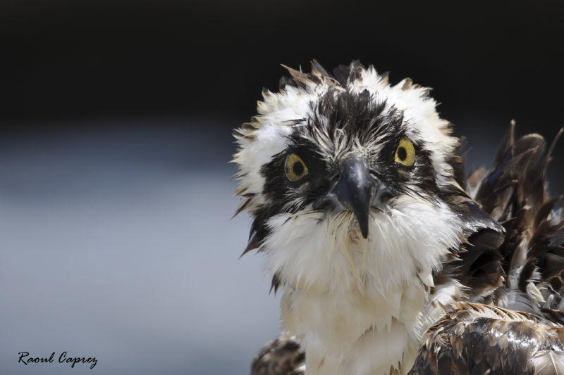 THE WET KING
With this wet eagle, I had plenty of time t... by Raoul Caprez 