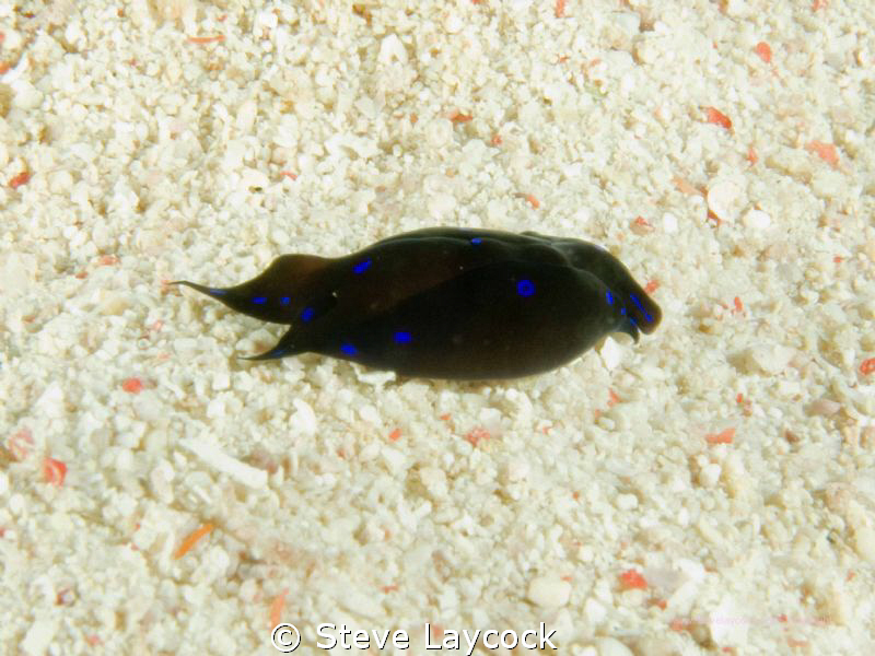 Blue ring flatworm - everyone else was watching the Hamme... by Steve Laycock 