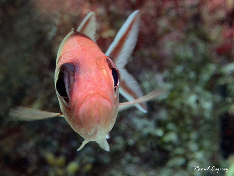 Look into my eyes ! by Raoul Caprez 