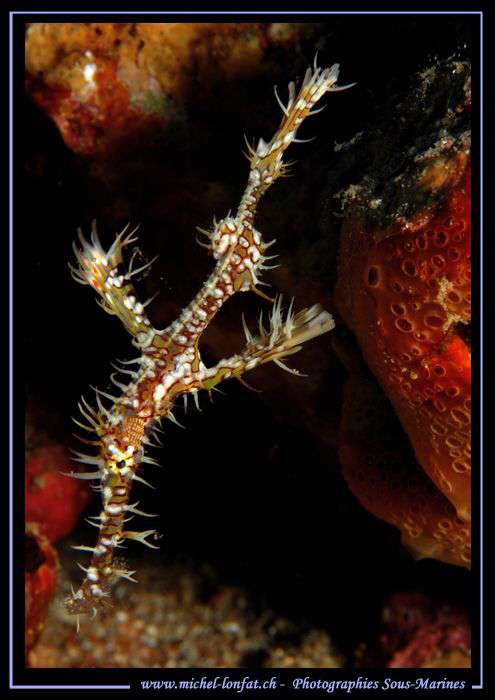 Ghost pipe Fish in the water's of the Red Sea... :O).. by Michel Lonfat 