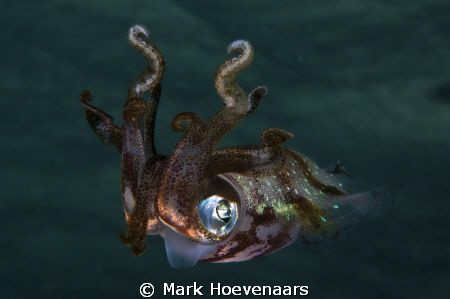 Salt Pier - Bonaire - Reef Squid during a night dive. by Mark Hoevenaars 