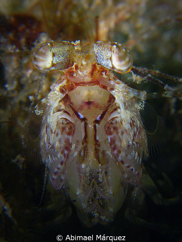 Face to face with a Ciliated False Squilla. by Abimael Márquez 