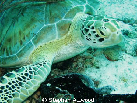 Turtle on Turtle reef - funny old thing that :-) !!!! by Stephan Attwood 
