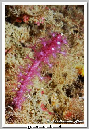 Paramuricea clavata in the Mediterranean sea. by Ferdinando Meli 