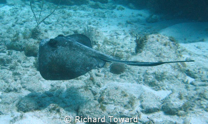 Swimming Stingray by Richard Toward 