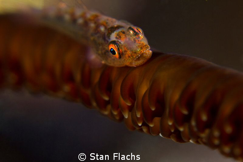 goby fish by Stan Flachs 