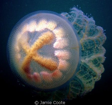 "X marks the spot"
A large jellyfish at Tumby Bay SA. by Jamie Coote 