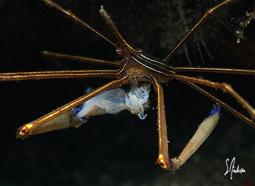 Time for a snack, This Arrow Crab takes time out for a sn... by Steven Anderson 