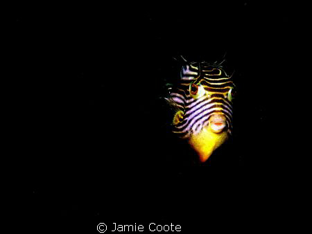 Shaw it's a Cow?
A "Shaws cow fish" moving in for a clos... by Jamie Coote 