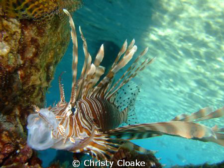 Lion Fish taken on a Fuji F31 on macro setting. by Christy Cloake 