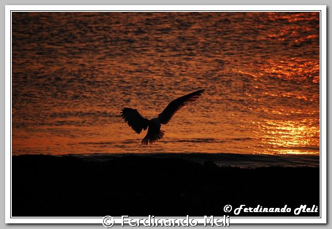 Seagull in the sunset. by Ferdinando Meli 