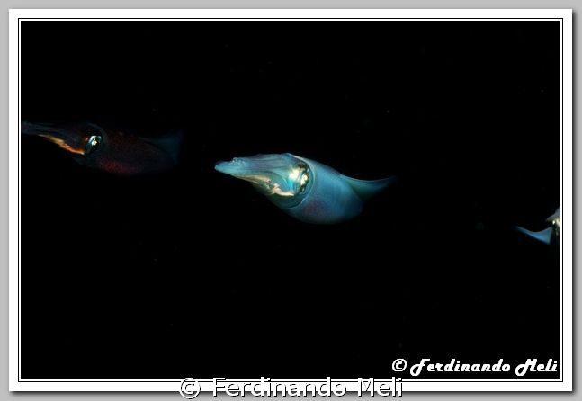 Squids (Loligo vulgaris) in the night of the Mediterranea... by Ferdinando Meli 